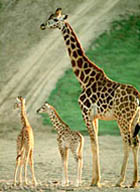 Giraffe family